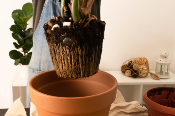 Verde que transforma: 4 plantas de interior que purificam o ar e dão nova vida à sua casa