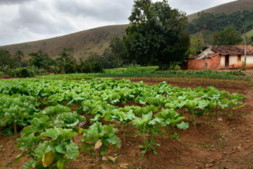 CCIR Descomplicado: Entenda o Certificado de Cadastro de Imóvel Rural