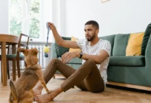 Pode ter cachorro no apê Descubra o que ninguém te conta (mas deveria) sobre morar com pets