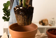 Verde que transforma 4 plantas de interior que purificam o ar e dão nova vida à sua casa