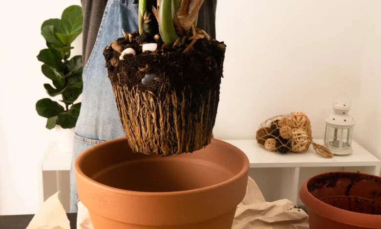 Verde que transforma 4 plantas de interior que purificam o ar e dão nova vida à sua casa